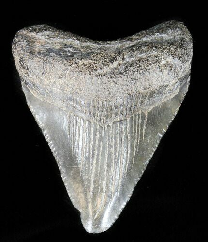 Juvenile Megalodon Tooth - South Carolina #39958